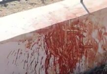 Ωραιόκαστρο: Καταγγελία για επίθεση αδέσποτων σε δεσποζόμενο σκύλο, βίντεο
