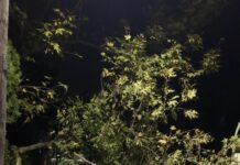 ΤΩΡΑ Ωραιόκαστρο: Κλειστός δρόμος λόγω σπασμένου δέντρου απο φορτηγό