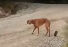 Κτηνωδία στη Χαλκιδική: Έδεσαν σύρμα με τενεκεδάκι στην κοιλιά σκύλου, βίντεο
