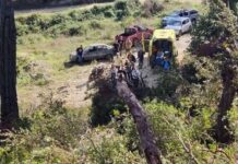 Χαλκιδική: Υλοτόμος καταπλακώθηκε από δέντρο την ώρα που έκοβε ξύλα