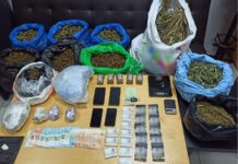 247 δενδρύλλια κάνναβης καλλιεργούσαν στο Ωραιόκαστρο, βίντεο