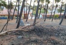 Ωραιόκαστρο: Σε αυλή σχολείου σπάνε γερασμένα – άρρωστα δέντρα, φωτο