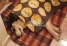 Αισχρή κτηνωδία : Σκύλος βιάστηκε μέχρι θανάτου με αιχμηρό αντικείμενο