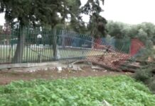 Θεσσαλονίκη: Πτώσεις δέντρων προκάλεσαν ζημιές σε αυτοκίνητα- Προβλήματα από τους ισχυρούς ανέμους και στη Χαλκιδική