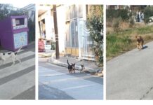 Ωραιόκαστρο: Ελευθερία δεσποζόμενων ζώων ή έλλειψη υπευθυνότητας;