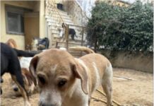 Ωραιόκαστρο: Η ανακοίνωση της ΕΛ.ΑΣ. για την γυναίκα που είχε 54 σκυλιά στην οικία της – Αναλυτικά τα πρόστιμα