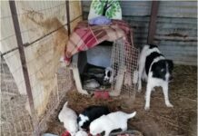 Ωραιόκαστρο: Πρόστιμο 68.100 ευρώ σε γυναίκα που είχε στο σπίτι της 54 σκυλιά