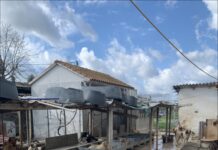 Θεσσαλονίκη: Συνελήφθη 52χρονη – Βρέθηκαν 94 σκυλιά στο σπίτι της που ζούσαν σε άθλιες συνθήκες