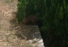 Απεγκλωβίστηκε αρκουδάκι 6 μηνών από προαύλιο ξενοδοχείου της Καστοριάς