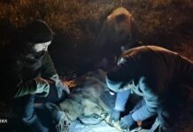 Το ταξίδι του Σοφοκλή: Από την Πάρνηθα στο Παρνασσό και ακόμα παραπέρα