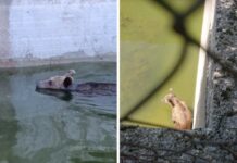 Αρκούδα εγκλωβίστηκε σε δεξαμενή νερού και βγήκε με αυτοσχέδια ράμπα