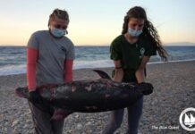 Ακρωτηρίασαν την ουρά δελφινιού στα ανοιχτά της Σάμου (φωτο)