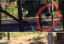 Ωραιόκαστρο: Μέσα σε γήπεδο μπάσκετ τριγυρνά η αγέλη αγριογούρουνων, βίντεο