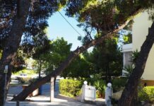 Ποιος ο λόγος διατήρησης ενός επικίνδυνου δέντρου;