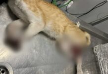 Χαλκιδική: Γάτα βρέθηκε με ακρωτηριασμένα άκρα