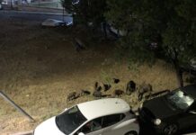 Ωραιόκαστρο: Έξω απο τα σπίτια κόβουν βόλτες τα αγριογούρουνα, βίντεο
