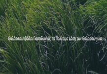 Θαλάσσια Λιβάδια Ποσειδωνίας: τα Πολύτιμα Δάση των Θαλασσών μας