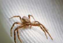 Καφέ αράχνη: Νεκρωτικές δερματικές βλάβες και αιμόλυση από το τσίμπημά της – Δεν υπάρχει αντίδοτο στην Ευρώπη