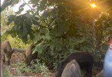 Ωραιόκαστρο: Αυτό ήταν! Σαν να κοινωνικοποιήθηκαν τα αγριογούρουνα, βίντεο