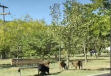 Ωραιόκαστρο: Συνεχίζουν τα αγριογούρουνα να ζουν ανάμεσά μας – Ανήσυχοι οι πολίτες, βίντεο