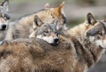 Έκκληση 20 Περιβαλλοντικών Οργανώσεων για την Προστασία του Λύκου στην Ελλάδα