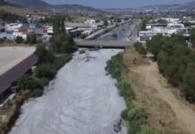 Βόλος: Δραματική η κατάσταση με τα νεκρά ψάρια – Αφόρητη η δυσοσμία
