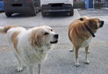 Ωραιόκαστρο: Γυναίκα δεν μπόρεσε να κατέβει απο το ΙΧ της λόγω επίθεσης σκύλων, βίντεο