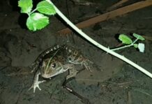 Ελληνικός Βαλτοβάτραχος “βολτάρει” στη λίμνη του Ωραιοκάστρου, βίντεο