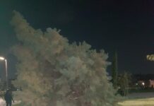 Ωραιόκαστρο: Επικίνδυνο δέντρο στα “Αλώνια” – Καταγγελίες και φόβοι πολιτών