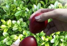 Γιατί βάφουμε τα αυγά κόκκινα σήμερα, Μεγάλη Πέμπτη – Τι συμβολίζει
