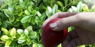 Γιατί βάφουμε τα αυγά κόκκινα σήμερα, Μεγάλη Πέμπτη – Τι συμβολίζει