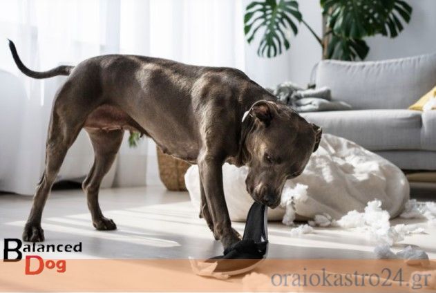 balanced dog