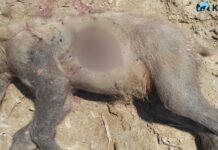 Νεκρή αρκούδα από πυροβόλο όπλο στην περιοχή Λιθιά Καστοριάς