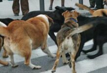 Θεσσαλονίκη: Καταδίκη δύο πρώην αντιδημάρχων για τον θάνατο 65χρονου από αγέλη σκύλων