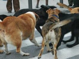 Συντονισμένη διαδημοτική πρωτοβουλία για τις αναφορές περί αγέλης αδέσποτων σκύλων