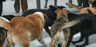 Ε.Σ.Ω. : Αφόρητη η κατάσταση με τα αδέσποτα ζώα»