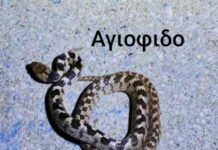 Το «Φιδάκι της Παναγίας» Βρέθηκε στο Ωραιόκαστρο: Ένα Αγιόφιδο με Ιδιαίτερη Ιστορία και Χαρακτηριστικά