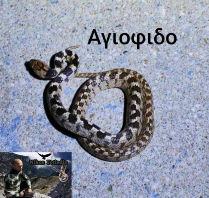 ag