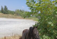 Ανεξέλικτο Άλογο στο Ωραιόκαστρο: Επιχειρηματίας το Περισυνέλλεξε, Αδιαφορία από Αρχές