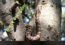 Το Σπιτόφιδο (Zamenis situla): Ένα Ακίνδυνο Φίδι με Ενδιαφέρουσα Ιστορία και Ομορφιά, βίντεο