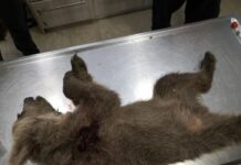 Σοκ στην Καστοριά: Νεκρό Αρκουδάκι από Πυροβόλο Όπλο – Έντονες Αντιδράσεις για τη Λαθροθηρία