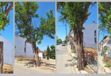 Νέες Εξελίξεις για το Επικίνδυνο Δέντρο στην Αριστοτέλους: Άμεση Παρέμβαση του Δήμου για την Ασφάλεια των Πολιτών