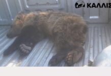 Διάσωση Αρκουδάκι στην Καστοριά: Τραυματίστηκε από Τροχαίο και Αναζητείται ο Οδηγός