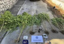 Συνελήφθη 47χρονος στη Θεσσαλονίκη για Καλλιέργεια Κάνναβης