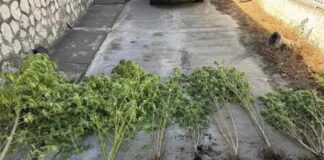 Συνελήφθη 47χρονος στη Θεσσαλονίκη για Καλλιέργεια Κάνναβης