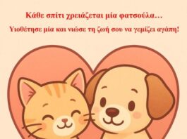 «Κάθε Σπίτι Χρειάζεται μια Φατσούλα»: Νέα Καμπάνια της Οργάνωσης «Αντικρίση» για την Υιοθεσία Αδέσποτων