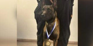 Θλίψη για τον ECHO : ο «στρατιώτης» των Τεμπών και των αγνοούμενων πείθανε απο τοξική ουσία
