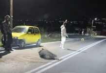 Σίμος Δανιηλίδης: «Επιτέλους, πάρτε μέτρα για την ανεξέλεγκτη και επικίνδυνη κυκλοφορία των αγριογούρουνων …»