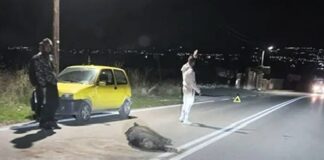 Σίμος Δανιηλίδης: «Επιτέλους, πάρτε μέτρα για την ανεξέλεγκτη και επικίνδυνη κυκλοφορία των αγριογούρουνων …»
