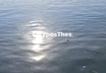 ΣΟΚ στο παραλιακό μέτωπο: Νεκρά ποντίκια επέπλεαν στον Θερμαϊκό ανάμεσα σε σκουπίδια